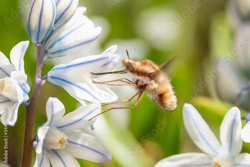 Bombylius major bee-fly feeding on a small striped squill flower