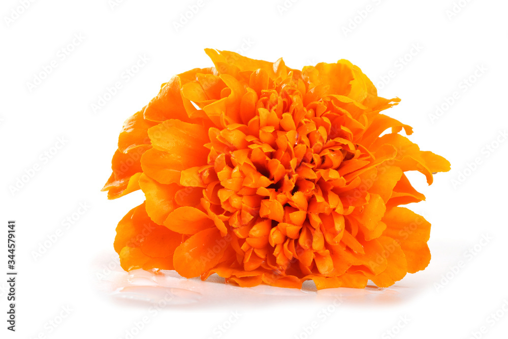 Marigold