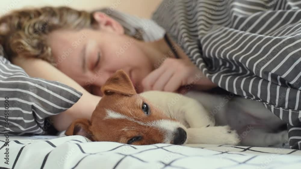 Woman sleeps with a jack russell terrier puppy dog in bed in the morning. Good relationships with pet Woman sleeps with a jack russell terrier puppy dog in bed in the morning. Good relationships with pet