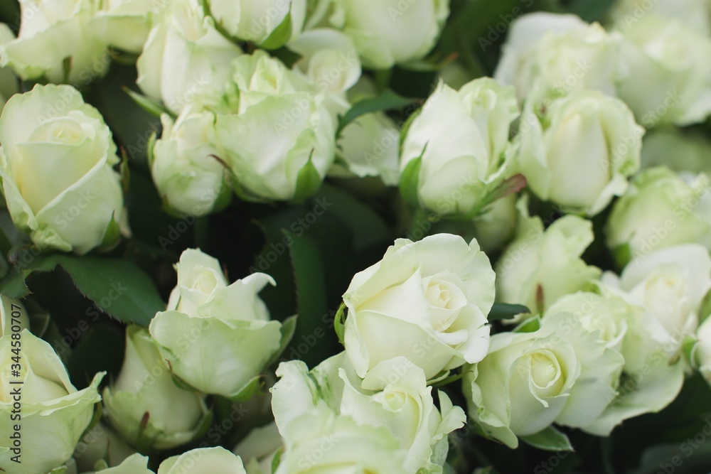 Obraz premium Avalanche rose bush background