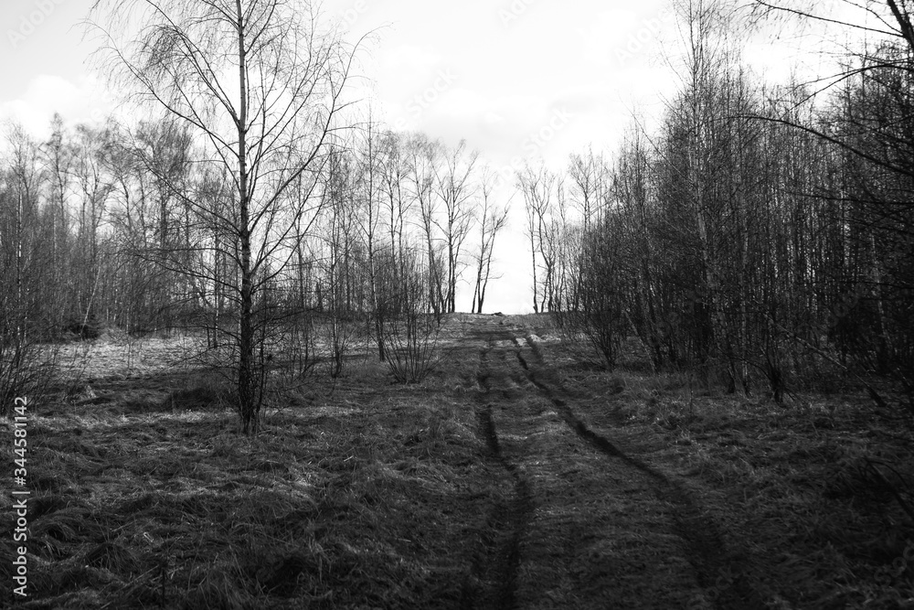 dense coniferous forest landscape with a road going into the distance dense coniferous forest landscape with a road going into the distance