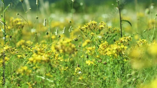 A nice saint john's wort plant in a green meadow photo