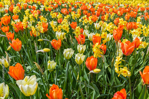 a large field of yellow and red tulips