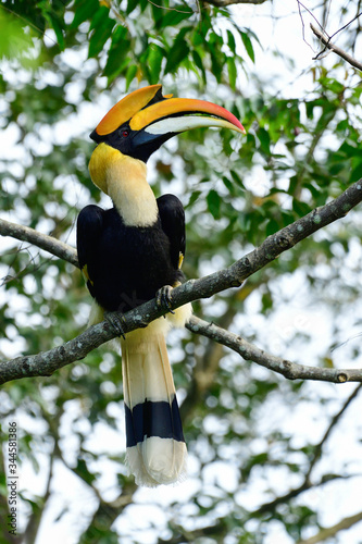 Great Indian Hornbill from Evergreen Indian Forest