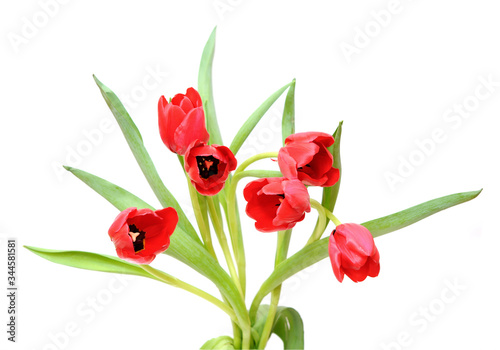 Fototapeta Naklejka Na Ścianę i Meble -  red tulip