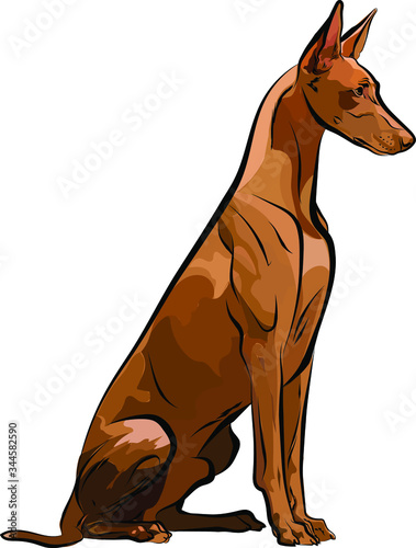 Vector illustration of Pharaoh Hound in color