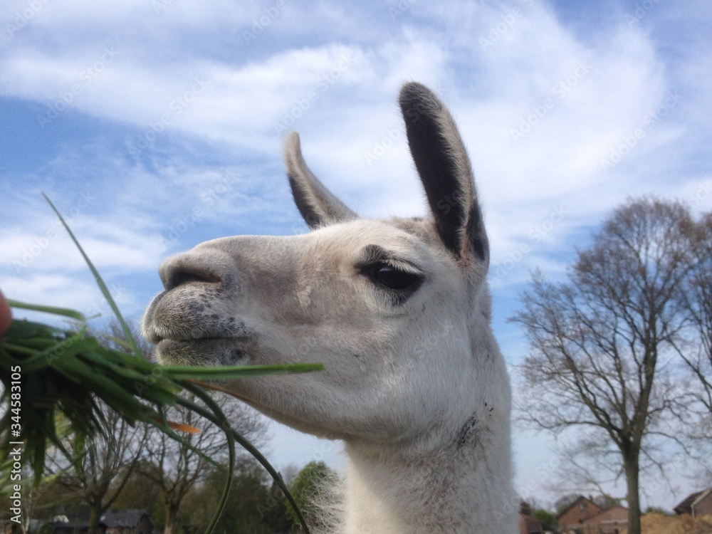 Obraz premium lama close up met blauwe lucht