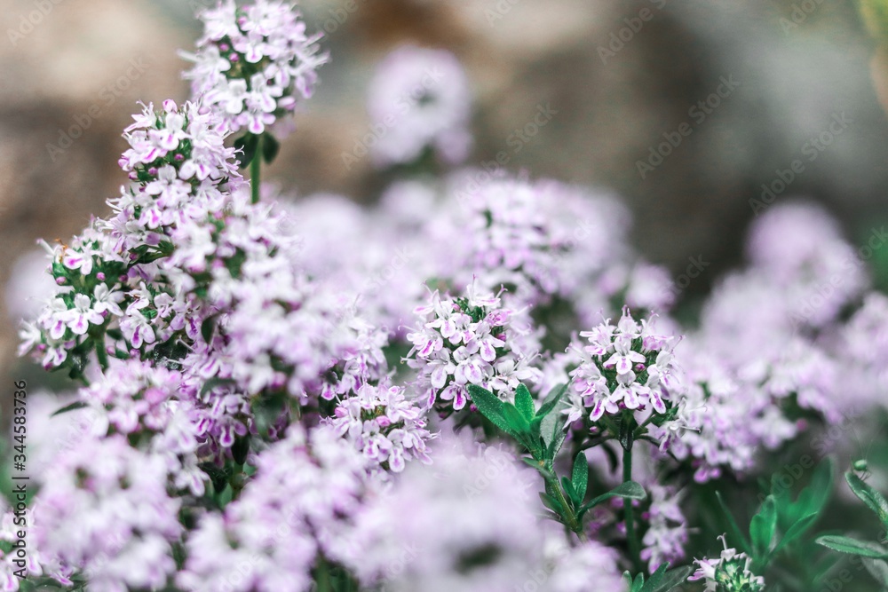 Flowers
Flowers