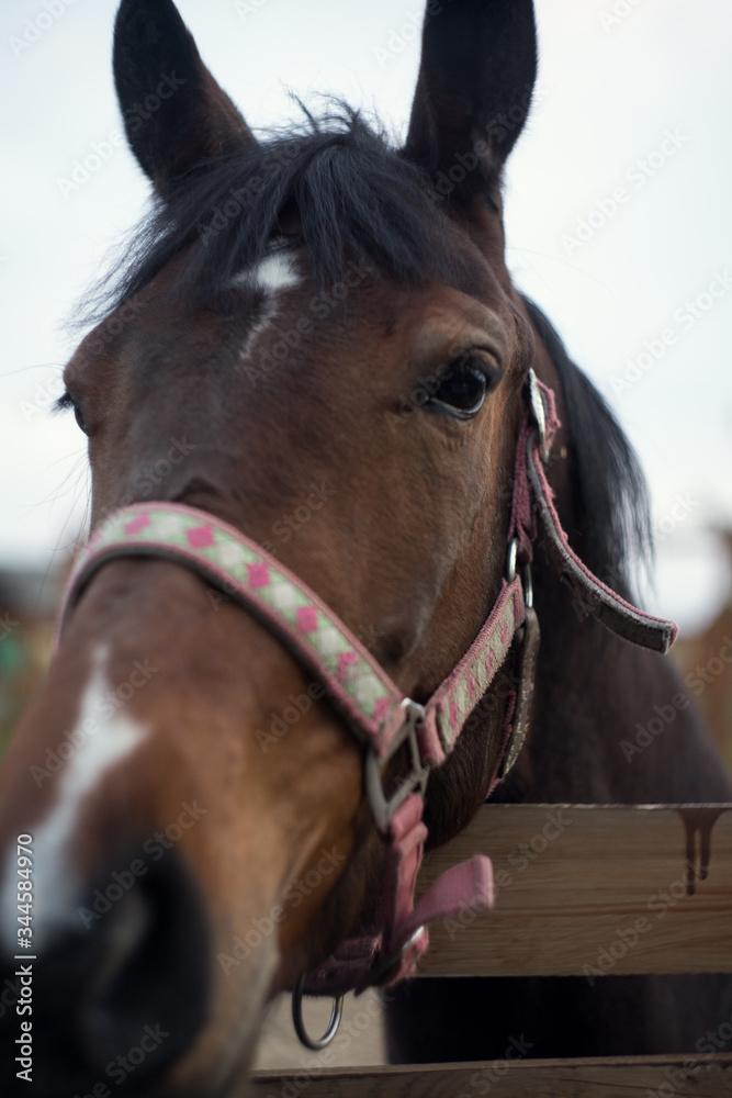 Obraz premium portret brązowego konia