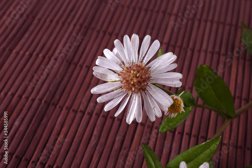 Wild asters on bamboo background