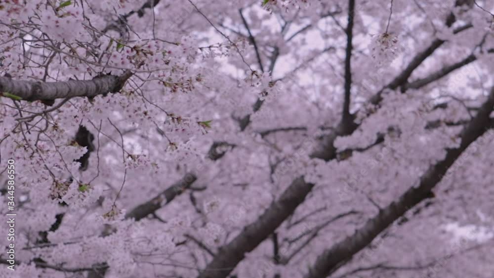 Cherry Blossom