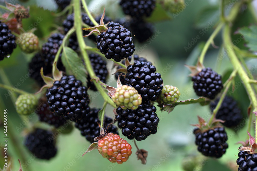 Growing blackberries Growing blackberries