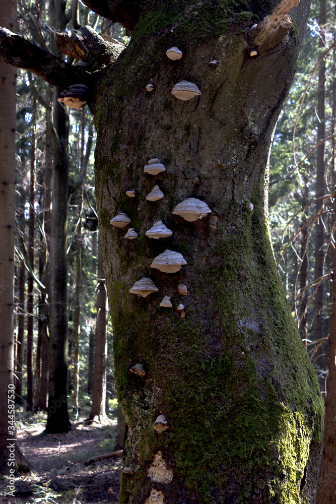 Obraz premium Trees covered with mushrooms