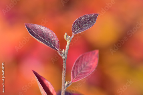 Young twig of chokeberry with reddened autumn leaves