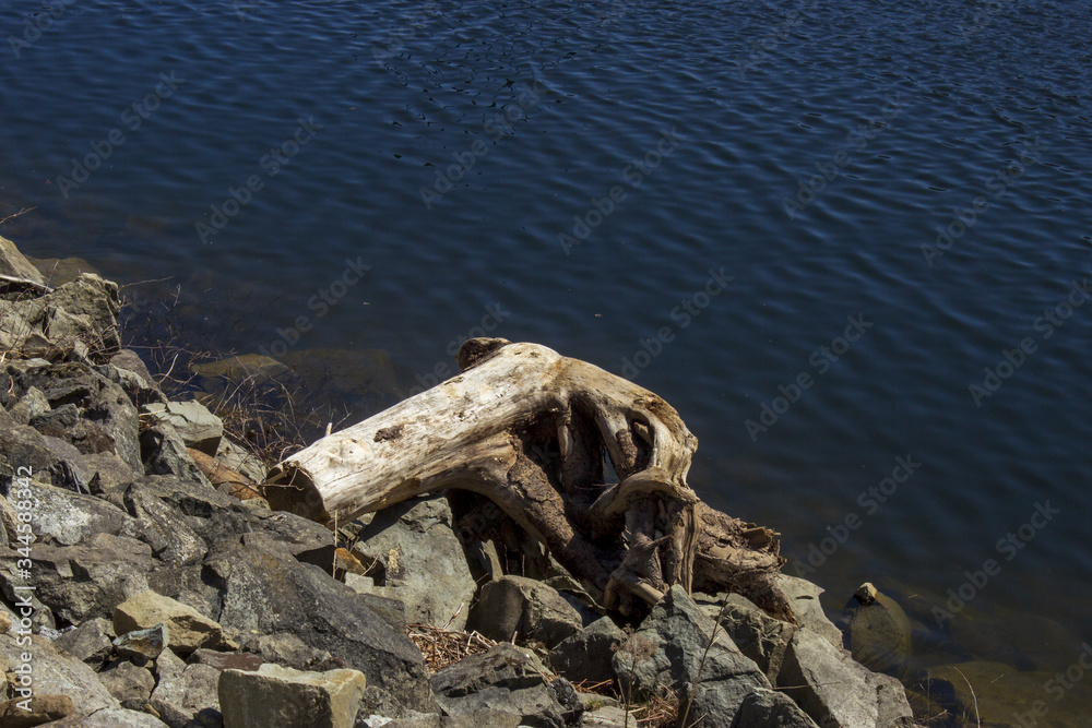 Loneliness of a tree root on the shore of a lake