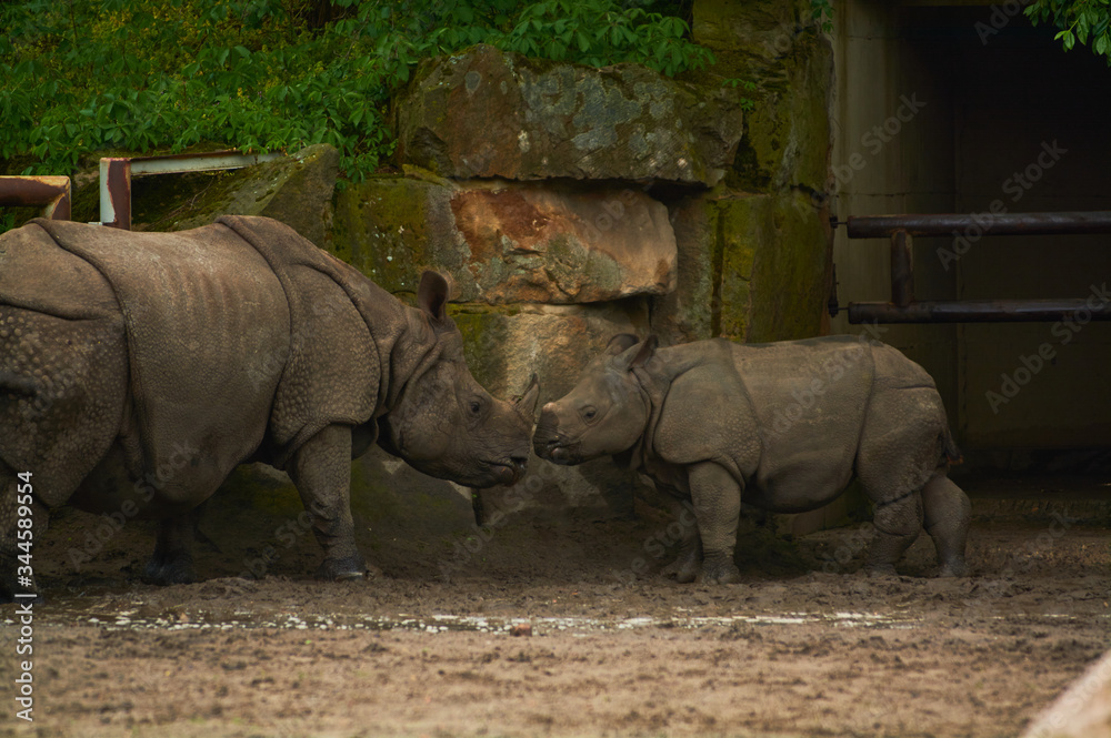Fototapeta premium 15.03.2019. Germany, Berlin. Zoologischer Garten. Adult and small hippopotamus walk through the teritorry and eat.