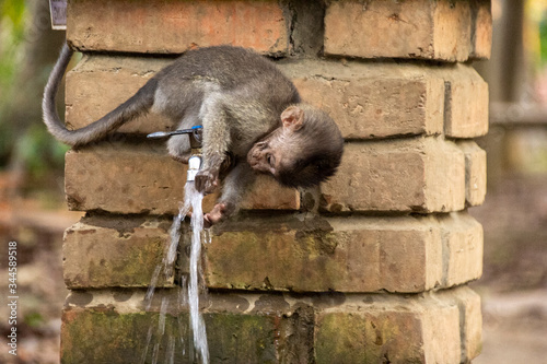 Baby Monkey washing his hands in sacred Monkey Forest