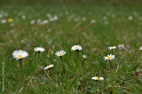 Gänseblümchen, Bellis perennis, auf grüner Wiese