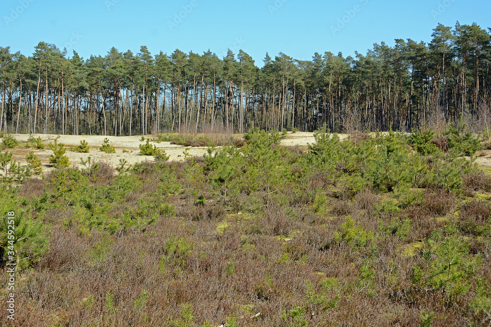 Kiefern Holmer Sandberge Kiefern Holmer Sandberge