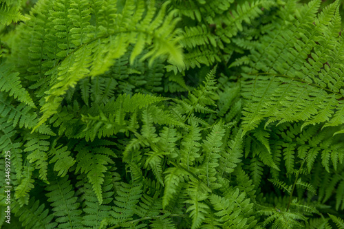 Green lush fern closeup