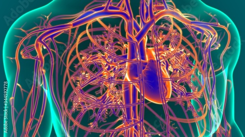 3D Illustration Human Heart With Circulatory System Anatomy
