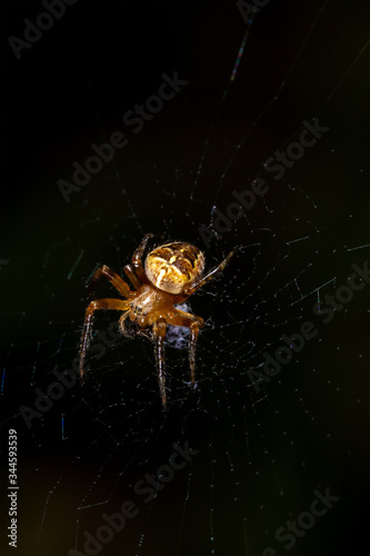 European garden spider (cross spider, Araneus diadematus) on a web on a dark background © Andrey Solovev