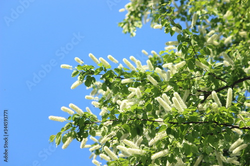 変わった姿のウワミズザクラ（上溝桜、Padus grayana） photo