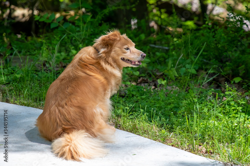 A small Golden Retriever mixed-breed dog sits with a relaxed expression on a sidewalk against a background of grass and trees.