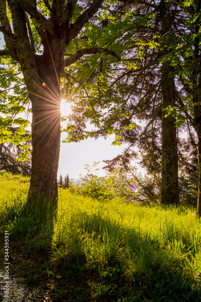 Obraz premium two beautiful trees in a sunny forest