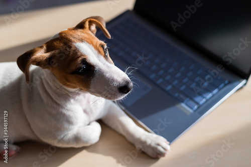 Puppy Jack Russell Terrier works at a laptop. A spoiled pet lies by a portable computer. Humor is a metaphor for the remote work of a programmer. © Михаил Решетников
