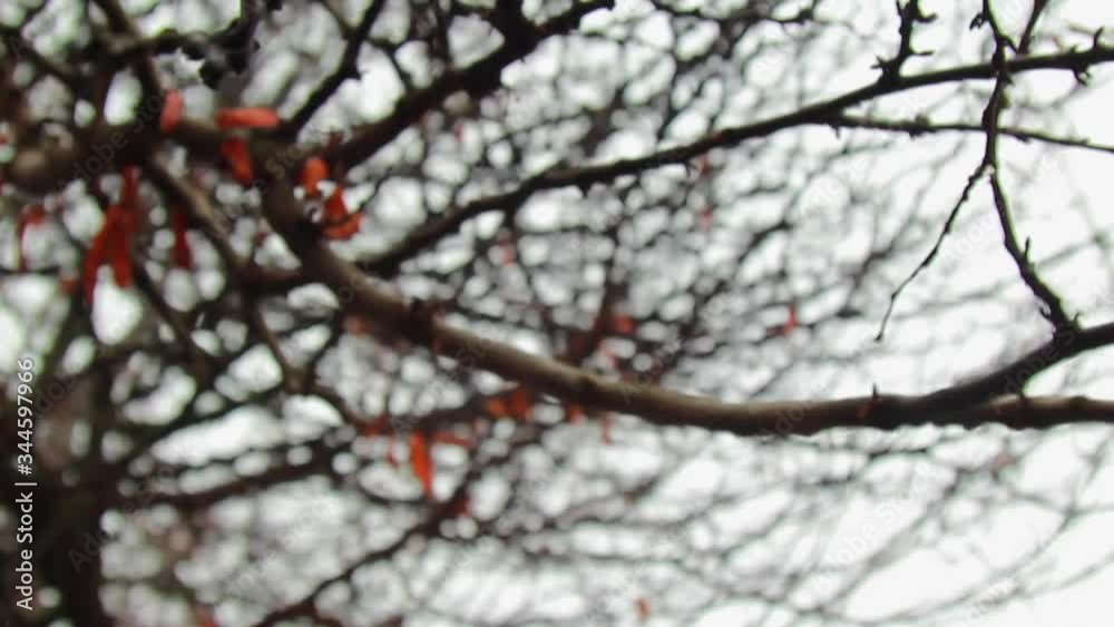 Winter leafless tree branches with bright orange seeds and water drops on a white sky background close up. Winter leafless tree branches with bright orange seeds and water drops on a white sky background close up.