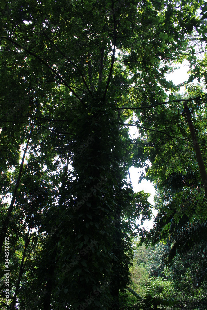 Fototapeta premium tropical forest trees