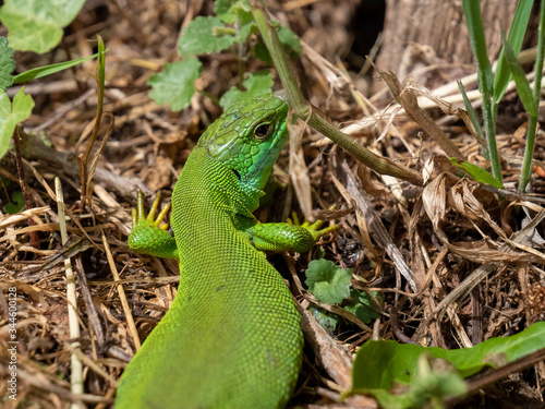 Femelle lézard vert.