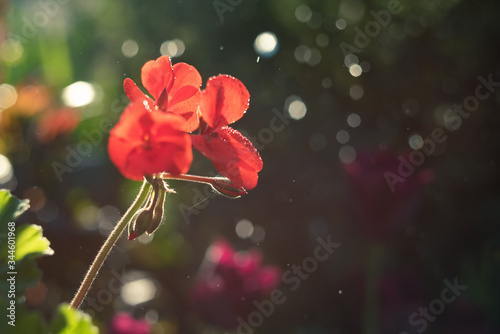 A beautiful red flower with soaring bokeh. Close-up of the beauty of buds backlit by sunlight. On blured backdrop is a copy space. Amazing magic postcard.