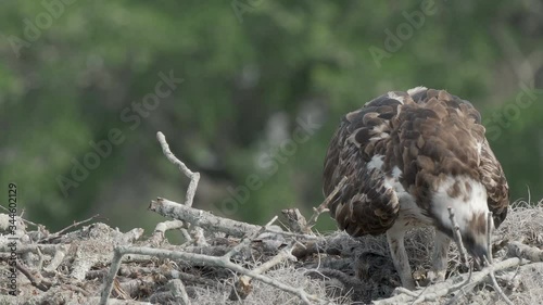 Osprey shades cute baby chick with her body in a giant nest in Orlando Florida