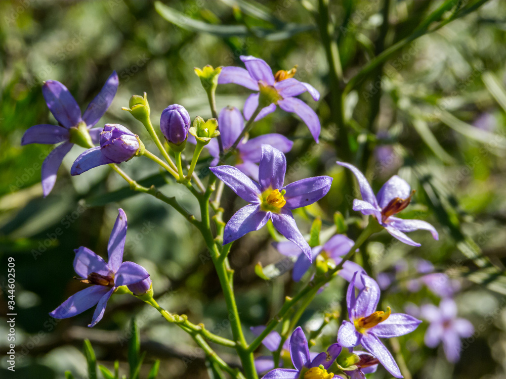 Beatiful violet flowers, flowering in summer Beatiful violet flowers, flowering in summer