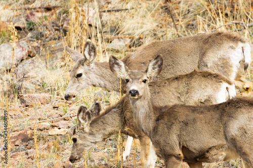 Fototapeta Naklejka Na Ścianę i Meble -  Deer on the Mountain