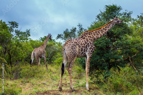 Gorgeous giraffes