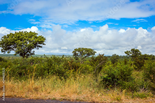 Kruger Park. African savannah