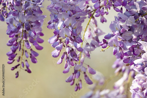 beautiful close up (Wisteria sinensis)Chinese Wisteria flowers bloomed in the garden
