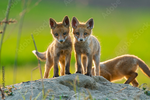 red fox cubs in the wild
