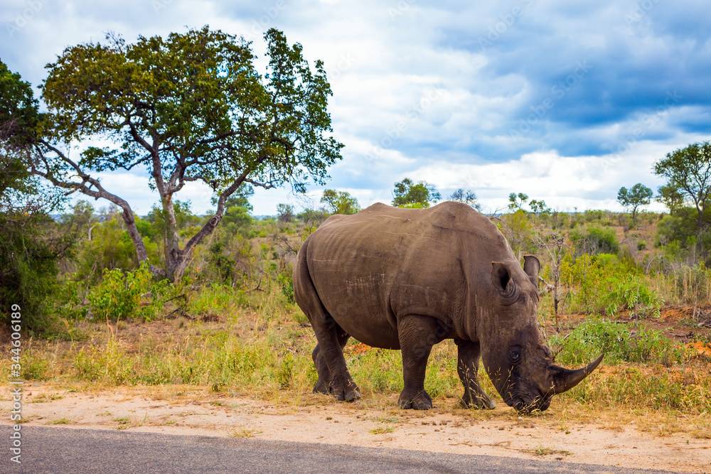 Naklejka premium African white rhino