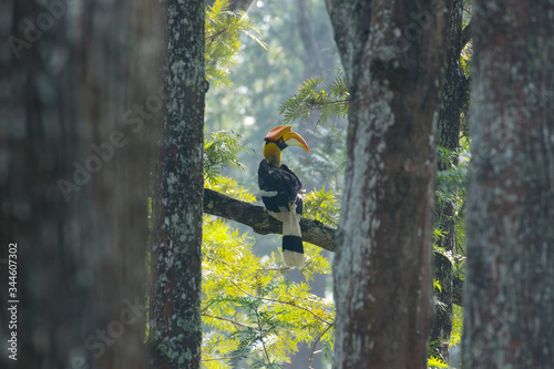 Great hornbill