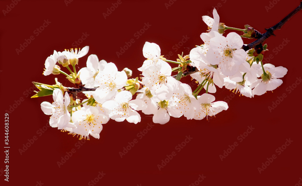 Cherry blossom on red background