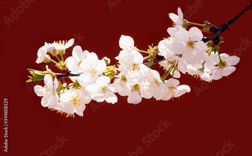 Obraz na płótnie Cherry blossom on red background w salonie