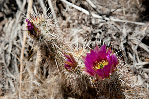 Photography Trip durch Nevada.