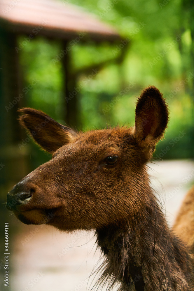 15.03.2019. Germany, Berlin. Zoologischer Garten. Adults and small deer walk through the teritorry and eat. 15.03.2019. Germany, Berlin. Zoologischer Garten. Adults and small deer walk through the teritorry and eat.