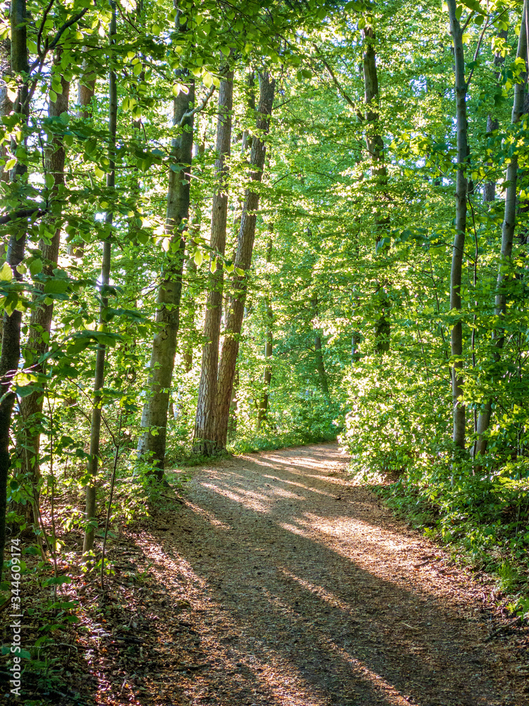 Path through an Bavarian forest landscape with sun light impressions Path through an Bavarian forest landscape with sun light impressions