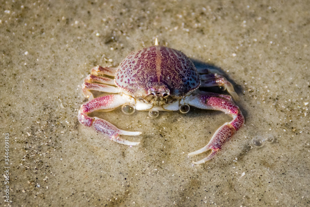 purse crab