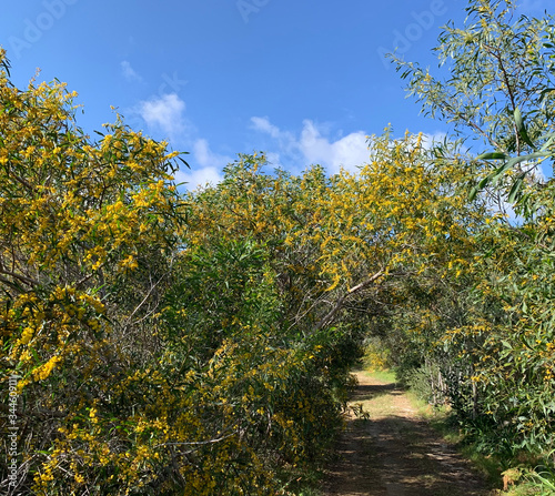 Yellow Flowers in Manikata Woodlands in Malta
